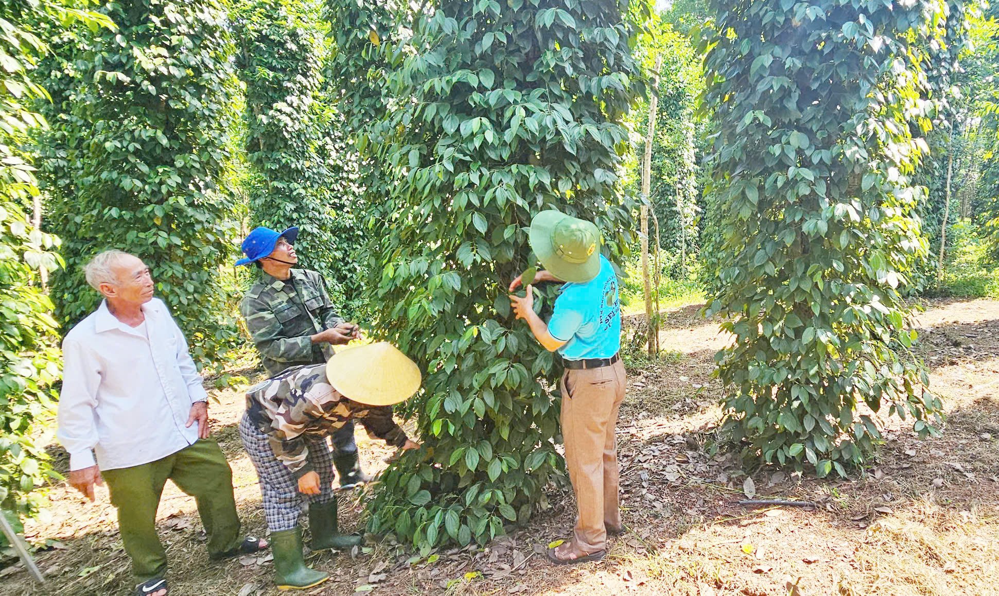 Vườn tiêu hữu cơ của gia đình anh Ngô Văn Đức. Ảnh: T. Phùng.
