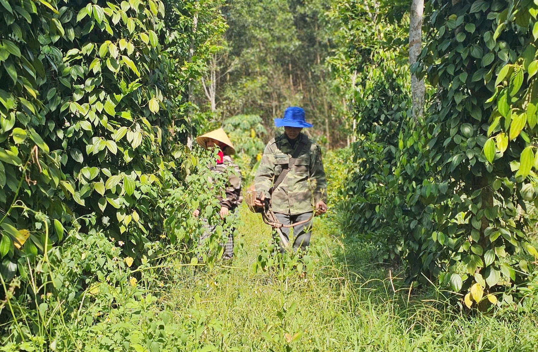 Canh tác 'không làm phiền đất' giúp cây tiêu ít sâu bệnh hại, cho năng suất cao. Ảnh: T. Phùng.