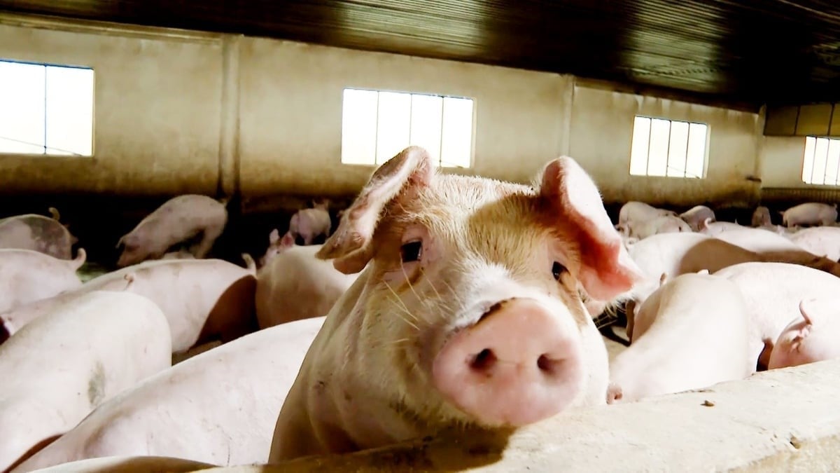 The pig farming industry plays a pivotal role in the food supply chain and is one of Vietnam's most promising export sectors. Photo: Minh Sang.