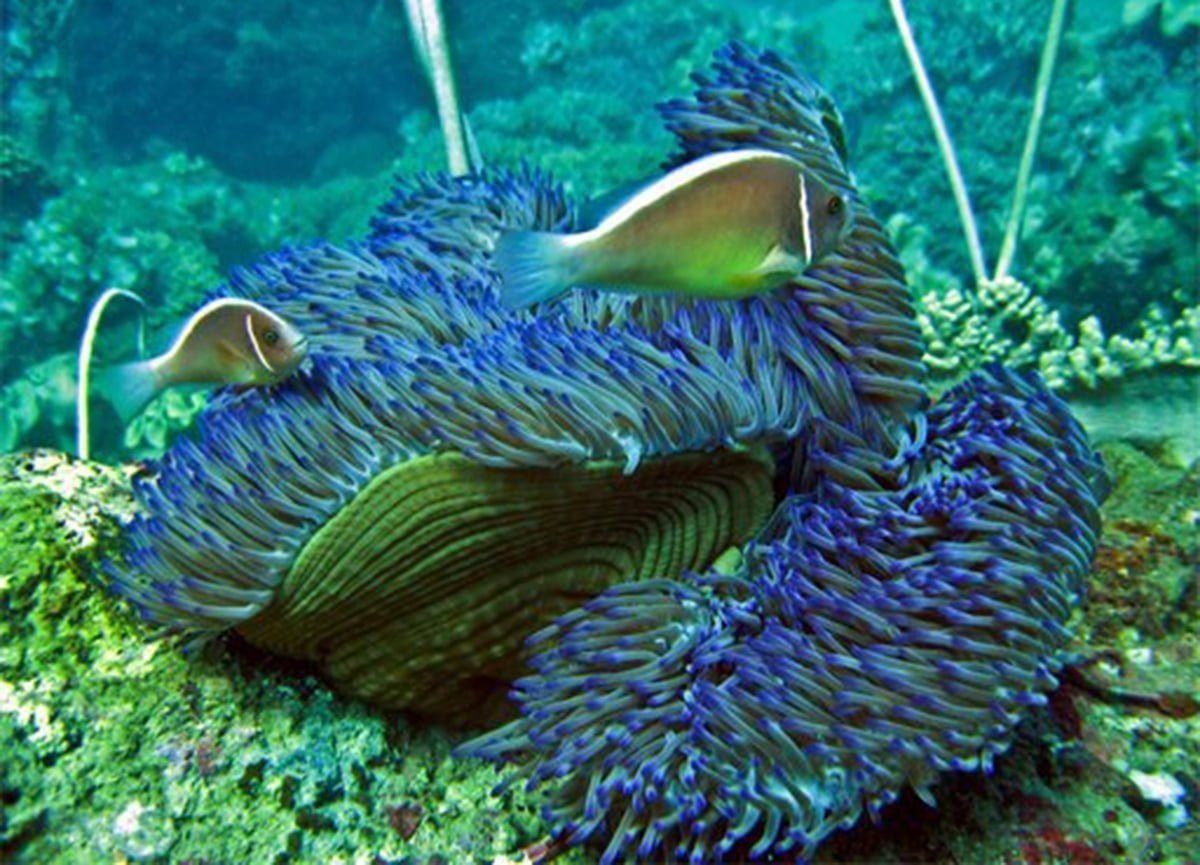 Coral reefs and seagrass beds create ideal habitats for marine species. Photo: Cu Lao Cham Marine Protected Area.