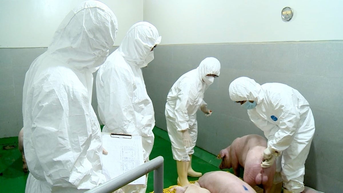Vietnam's livestock industry has made significant steps forward in productivity and breed quality, but the major gap in biosafety control remains a key factor contributing to the increased risk of diseases, particularly African swine fever (ASF). Photo: Minh Sang.