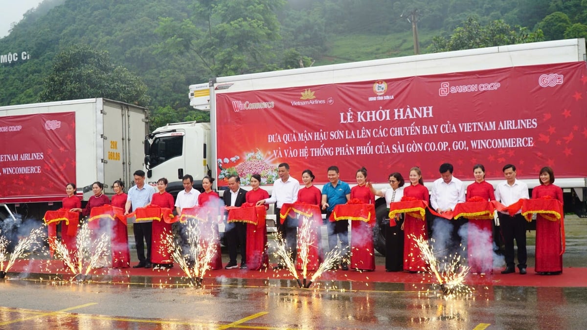 Lễ cắt băng khởi hành những chuyến xe đầu tiên đưa mận hậu Sơn La lên máy bay. Ảnh: Đức Bình. Lễ cắt băng khởi hành những chuyến xe đầu tiên đưa mận hậu Sơn La lên máy bay. Ảnh: Đức Bình.