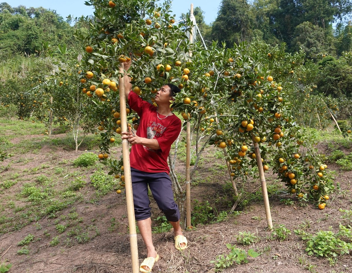 Gia đình anh Lảnh có thu nhập ổn định nhờ trồng quýt. Ảnh: Hoàng Châu. Gia đình anh Lảnh có thu nhập ổn định nhờ trồng quýt. Ảnh: Hoàng Châu.