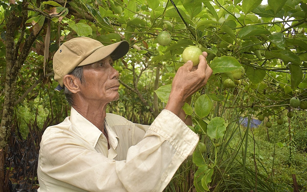 Ông Nguyễn Hữu Phước sưu tầm được giống chanh dây cho quả có vị ngọt độc đáo. Ảnh: Minh Đảm. Ông Nguyễn Hữu Phước sưu tầm được giống chanh dây cho quả có vị ngọt độc đáo. Ảnh: Minh Đảm.