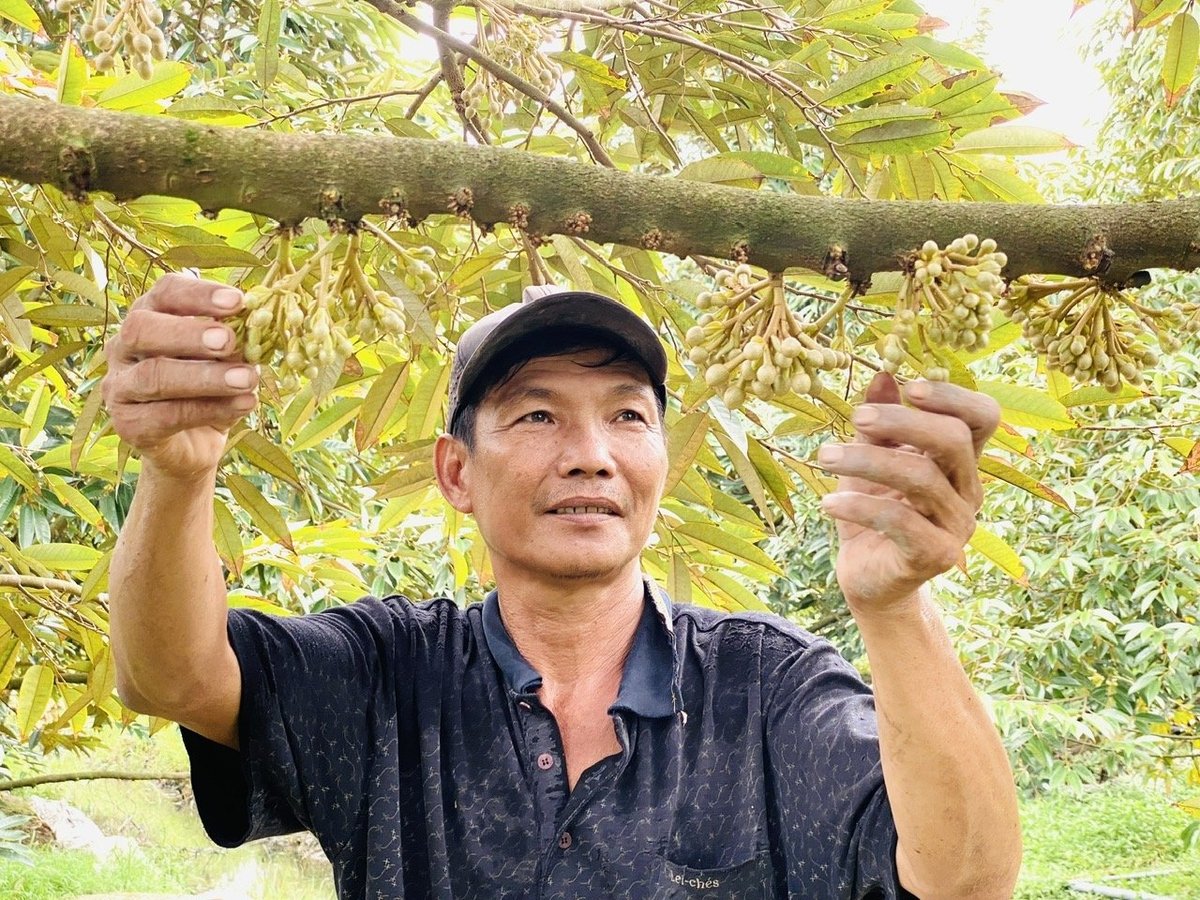 Dùng chất cải tạo pH đất lên mức an toàn cho cây từ giai đoạn ra hoa, đậu trái để hạn chế dư lượng Cd trong trái. Ảnh: Lê Minh Quốc. Dùng chất cải tạo pH đất lên mức an toàn cho cây từ giai đoạn ra hoa, đậu trái để hạn chế dư lượng Cd trong trái. Ảnh: Lê Minh Quốc.
