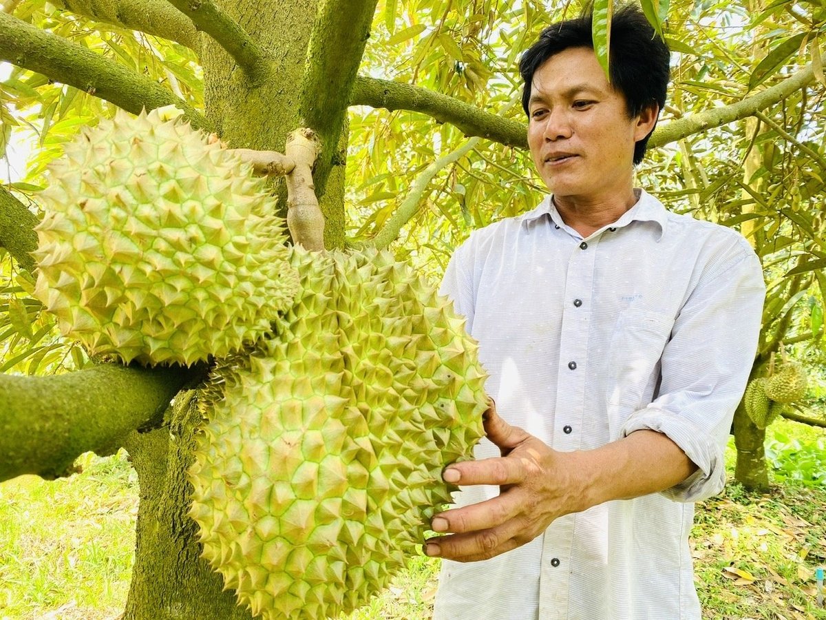 Việc canh tác sầu riêng ngày càng phải an toàn, bền vững và có chiến lược rõ ràng. Từ đó giúp nông dân đáp ứng tiêu chuẩn xuất khẩu, giảm thiểu rủi ro do tồn dư kim loại nặng. Ảnh: Lê Minh Quốc. Việc canh tác sầu riêng ngày càng phải an toàn, bền vững và có chiến lược rõ ràng. Từ đó giúp nông dân đáp ứng tiêu chuẩn xuất khẩu, giảm thiểu rủi ro do tồn dư kim loại nặng. Ảnh: Lê Minh Quốc.