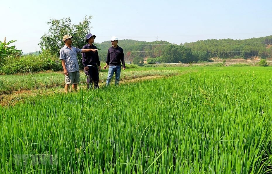 Đối với cây lúa, cần huy động mọi nguồn lực để khơi thông các dòng chảy có điều kiện tiêu nước đệm. Ảnh: Tường Vi/TTXVN. Đối với cây lúa, cần huy động mọi nguồn lực để khơi thông các dòng chảy có điều kiện tiêu nước đệm. Ảnh: Tường Vi/TTXVN.
