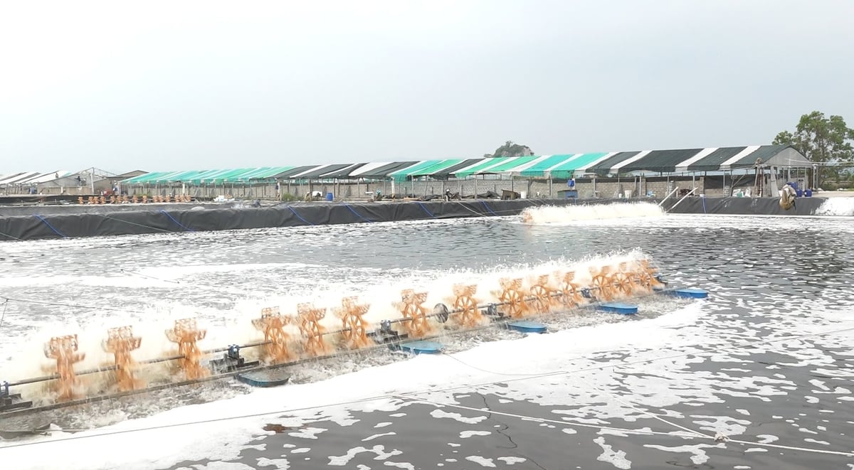 Người dân sử dụng quạt nước để tăng oxy, giảm nhiệt độ nước. Ảnh: Nguyễn Thành. Người dân sử dụng quạt nước để tăng oxy, giảm nhiệt độ nước. Ảnh: Nguyễn Thành.