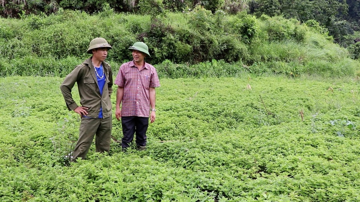 Mô hình trồng cây thạch đen mang lại hiệu quả kinh tế cao tại huyện Na Rì. Ảnh: Sơn Lâm. Mô hình trồng cây thạch đen mang lại hiệu quả kinh tế cao tại huyện Na Rì. Ảnh: Sơn Lâm.