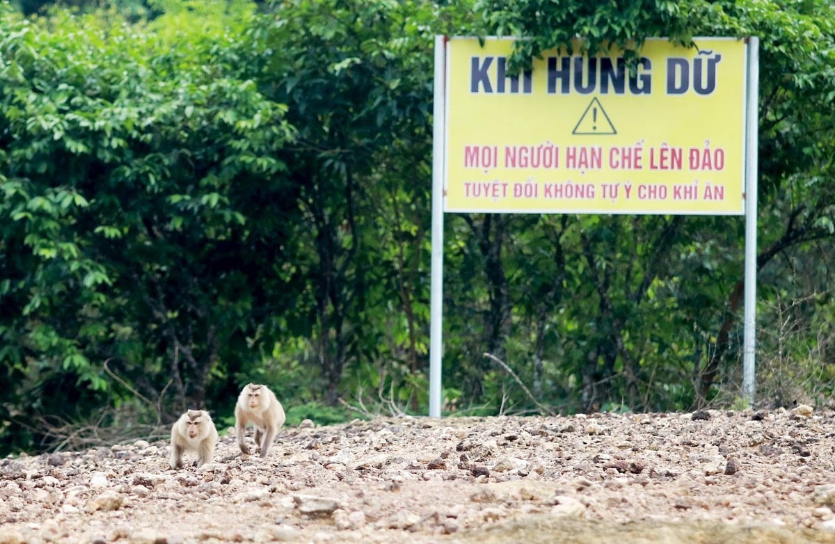 Hiện tại đàn khỉ sống khỏe mạnh, ăn uống bình thường, lông mượt, đã hòa nhập, thích nghi với điều kiện tự nhiên, khí hậu, môi trường và sinh cảnh trên đảo khỉ. Hiện tại đàn khỉ sống khỏe mạnh, ăn uống bình thường, lông mượt, đã hòa nhập, thích nghi với điều kiện tự nhiên, khí hậu, môi trường và sinh cảnh trên đảo khỉ.