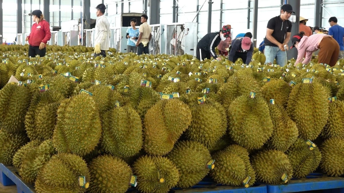 Hiệp hội sầu riêng Đắk Lắk đặt mục tiêu vận động 100% vùng trồng và cơ sở đóng gói ký cam kết '3 không': không vàng O – không cadimi – không mập mờ truy xuất. Ảnh: PC. Hiệp hội sầu riêng Đắk Lắk đặt mục tiêu vận động 100% vùng trồng và cơ sở đóng gói ký cam kết '3 không': không vàng O – không cadimi – không mập mờ truy xuất. Ảnh: PC.