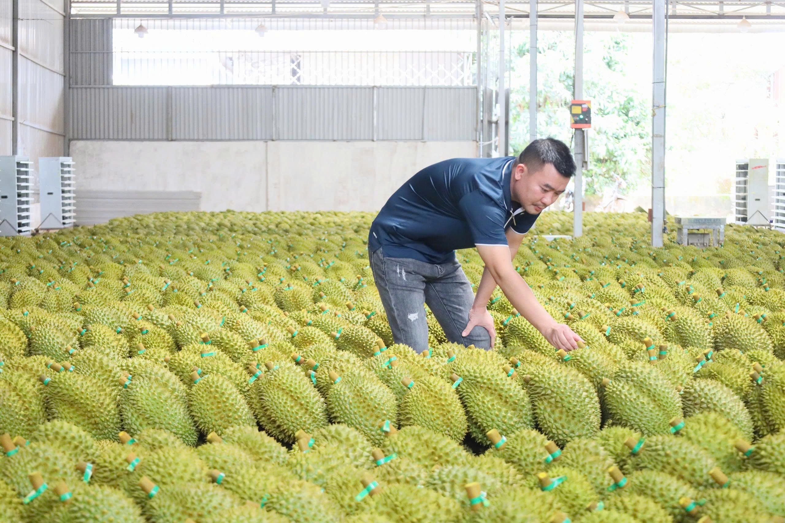 Đắk Lắk là địa phương có diện tích sầu riêng lớn nhất nước với gần 40.000 ha, sản lượng dự kiến năm 2025 đạt hơn 400.000 tấn. Ảnh: PC. Đắk Lắk là địa phương có diện tích sầu riêng lớn nhất nước với gần 40.000 ha, sản lượng dự kiến năm 2025 đạt hơn 400.000 tấn. Ảnh: PC.
