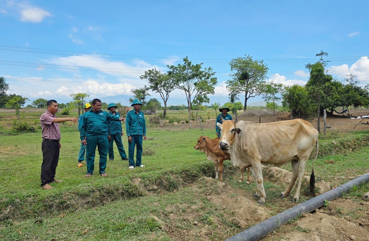 Xây dựng mô hình sinh kế phát triển nuôi bò dưới tán rừng đã giúp tăng thêm thu nhập cho các thành viên trong tổ và có thêm nguồn kinh phí đi tuần tra, bảo vệ rừng. Ảnh: Phương Chi. Xây dựng mô hình sinh kế phát triển nuôi bò dưới tán rừng đã giúp tăng thêm thu nhập cho các thành viên trong tổ và có thêm nguồn kinh phí đi tuần tra, bảo vệ rừng. Ảnh: Phương Chi.