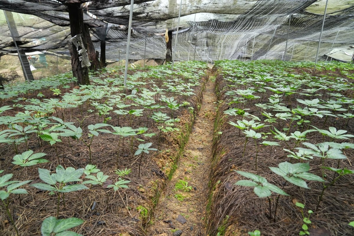 To thrive and produce high-quality compounds, the plants needs matching the species to its growing environment: climate, elevation, soil, humidity, light, forest cover. 