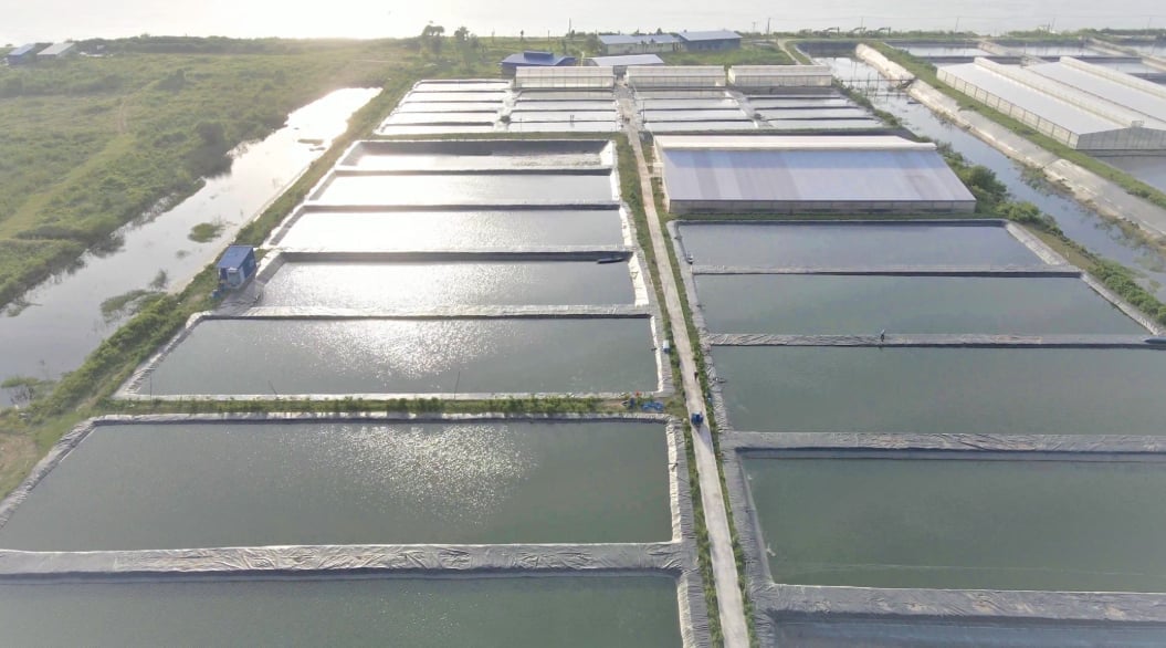 Cụm ao nuôi cá tra ASC chuẩn quốc tế, liền kề là nhà máy chế biến của Vinh Hoan (An Giang). Ảnh: Vinh Hoan.