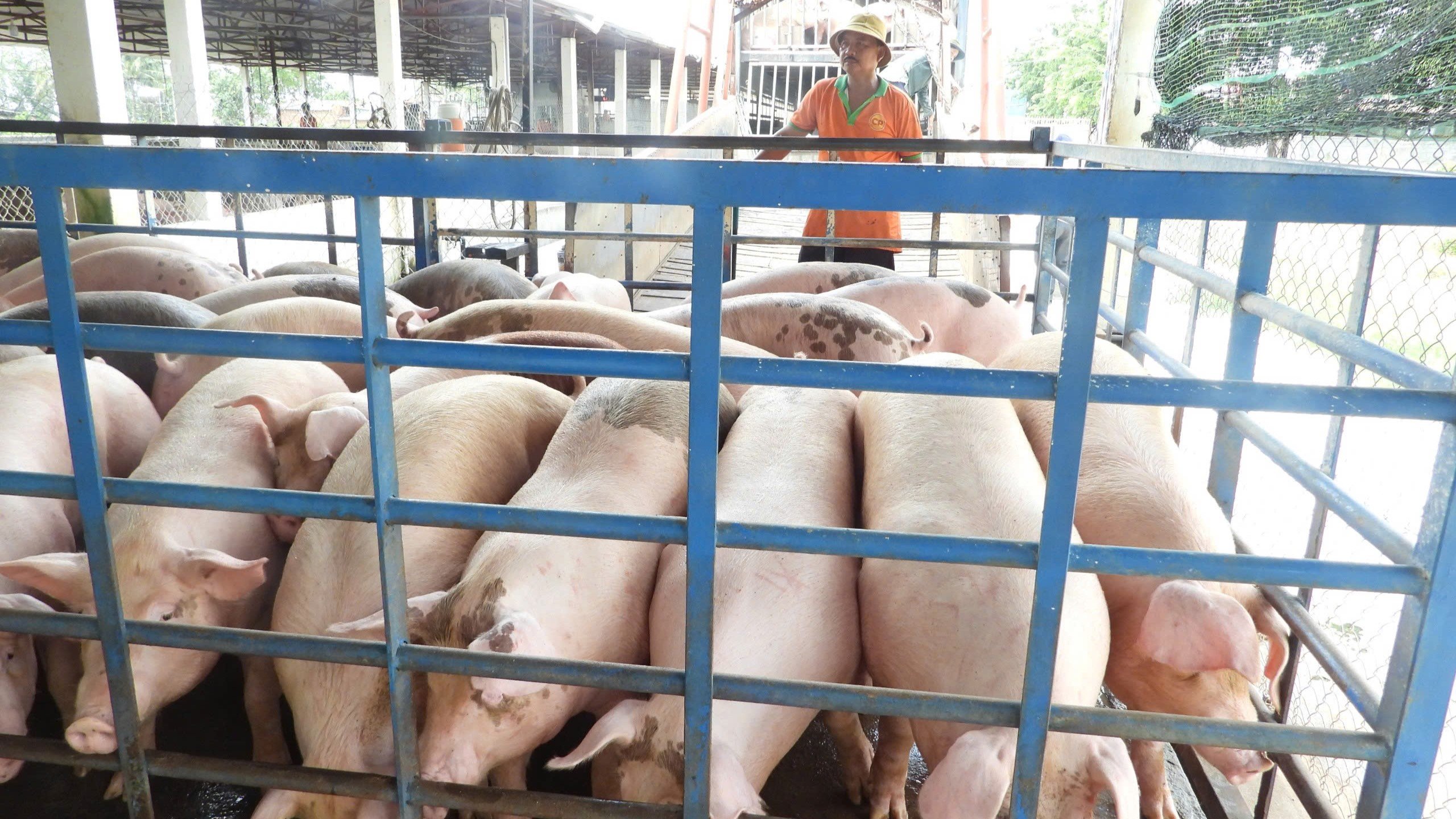 Trạm trung chuyển Tây Ninh được tổ chức bài bản, chia ba vùng kiểm soát dịch rõ ràng. Ảnh: Trần Trung. Trạm trung chuyển Tây Ninh được tổ chức bài bản, chia ba vùng kiểm soát dịch rõ ràng. Ảnh: Trần Trung.