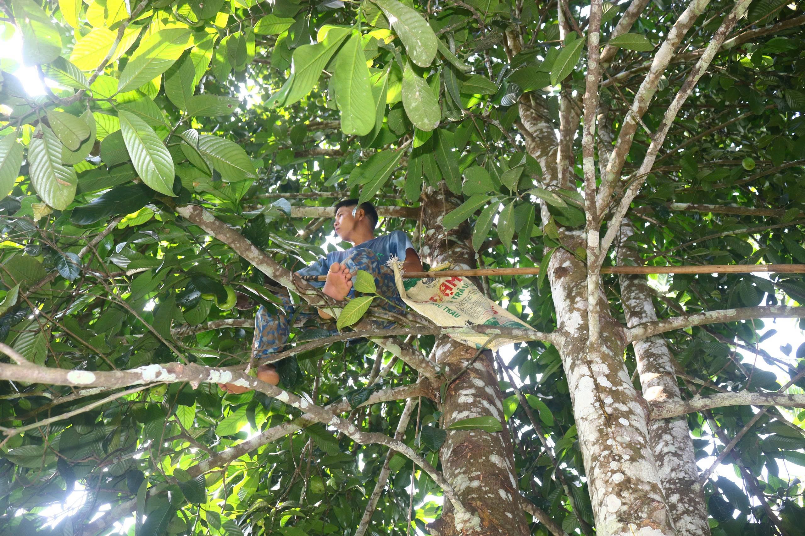 Thu hoạch sông khá vất vả, thợ hái sông phải trèo lên cây dùng vợt để giật quả. Ảnh: Huy Thư. Thu hoạch sông khá vất vả, thợ hái sông phải trèo lên cây dùng vợt để giật quả. Ảnh: Huy Thư.