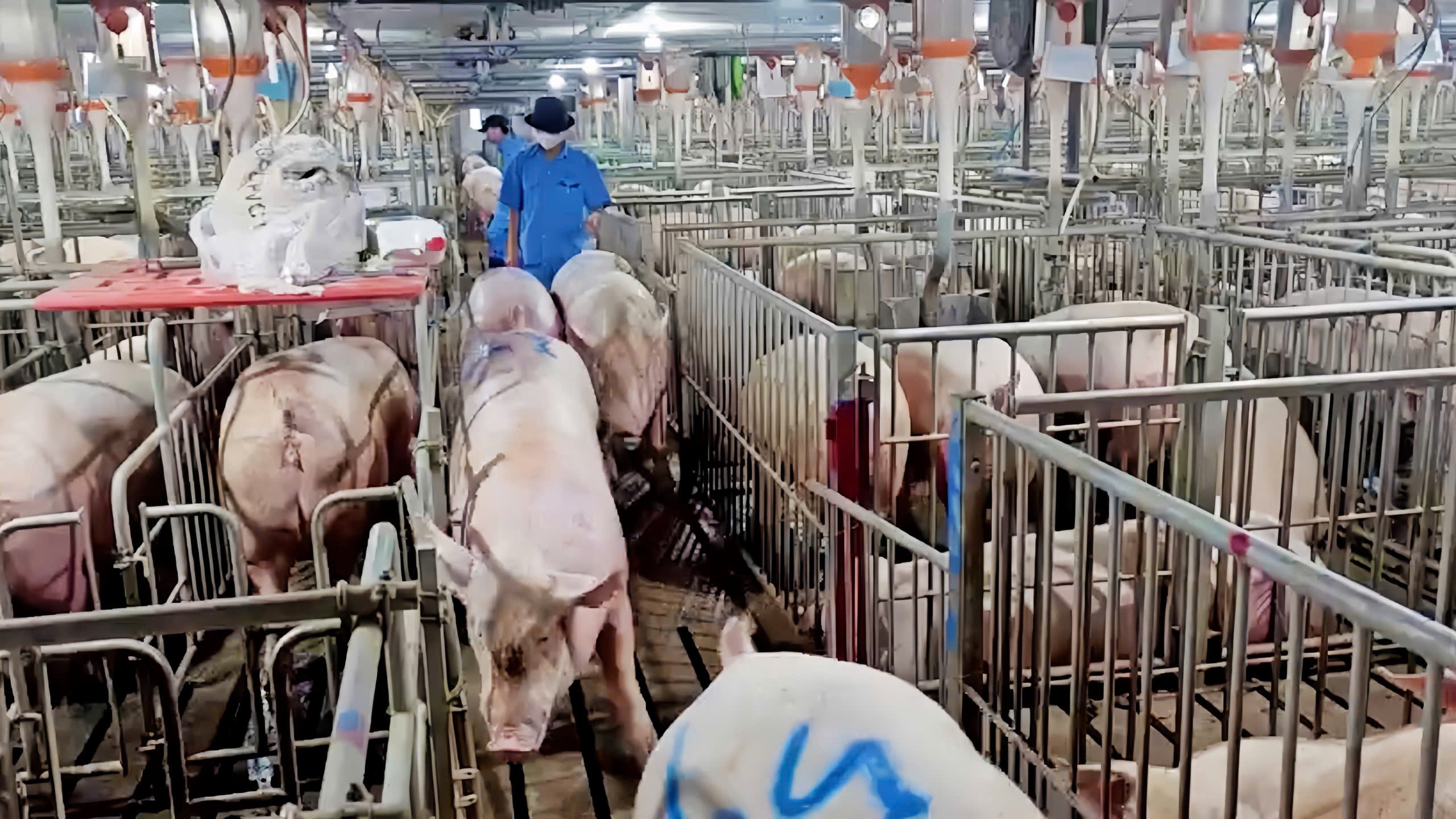 The technology-based livestock farming model helps monitor pig health and reduce disease risks. Photo: Tran Phi.