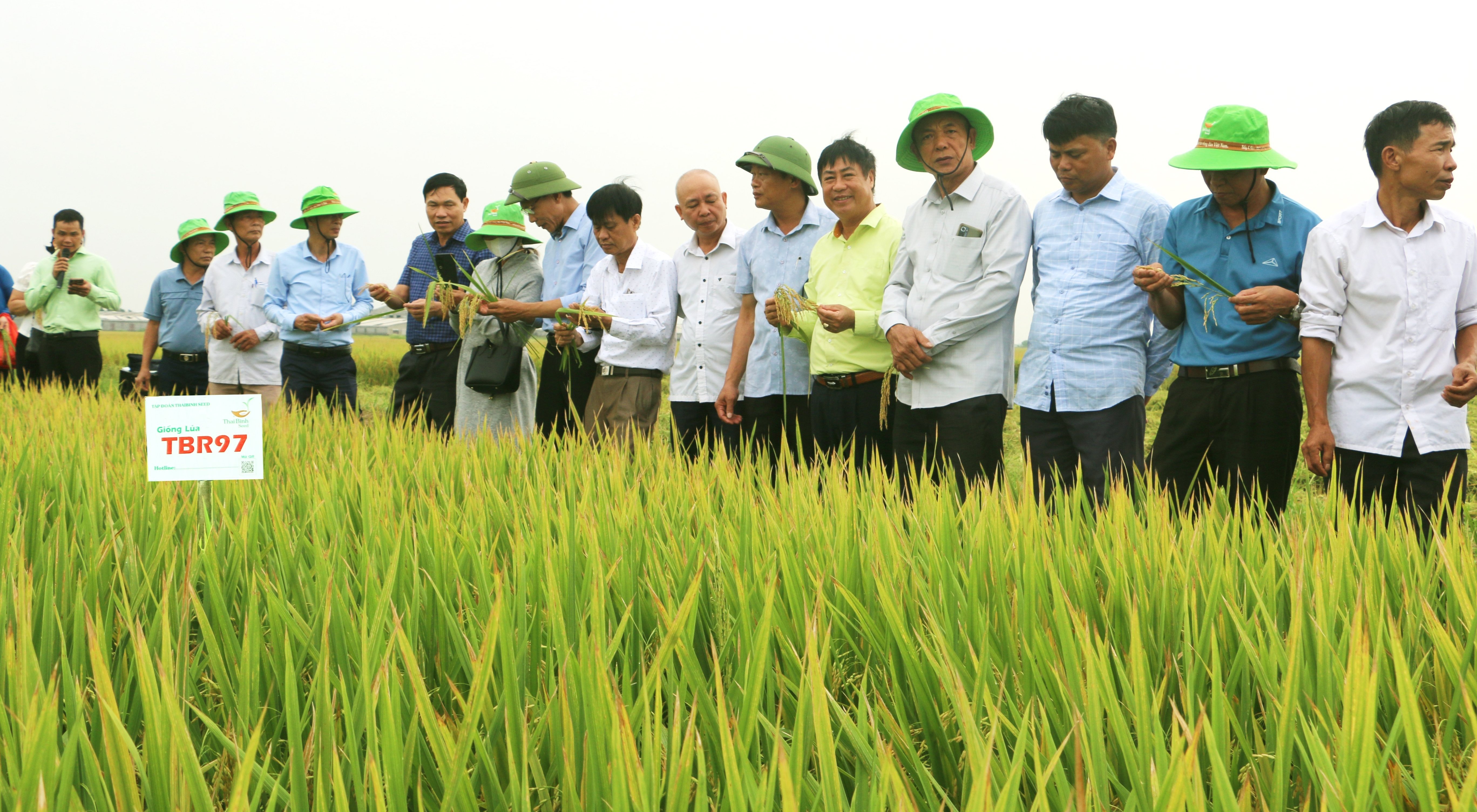 Nông dân hào hứng thăm quan mô hình trình diễn giống lúa thuần TBR97 tại huyện Vụ Bản, Nam Định. Ảnh: HT. Nông dân hào hứng thăm quan mô hình trình diễn giống lúa thuần TBR97 tại huyện Vụ Bản, Nam Định. Ảnh: HT.