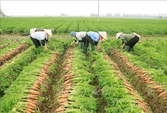 Khu vực đất trồng lúa được phép xây dựng công trình phải tập trung, có diện tích tối thiểu từ 50ha. Ảnh: TTXVN. Khu vực đất trồng lúa được phép xây dựng công trình phải tập trung, có diện tích tối thiểu từ 50ha. Ảnh: TTXVN.