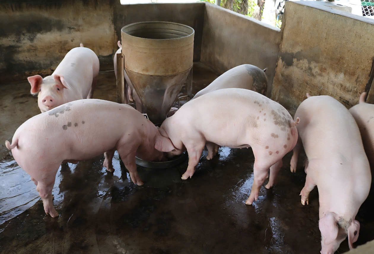Người nuôi tái đàn lợn cần tuân thủ các điều kiện an toàn sinh học để chăn nuôi hiệu quả. Ảnh: KS. Người nuôi tái đàn lợn cần tuân thủ các điều kiện an toàn sinh học để chăn nuôi hiệu quả. Ảnh: KS.