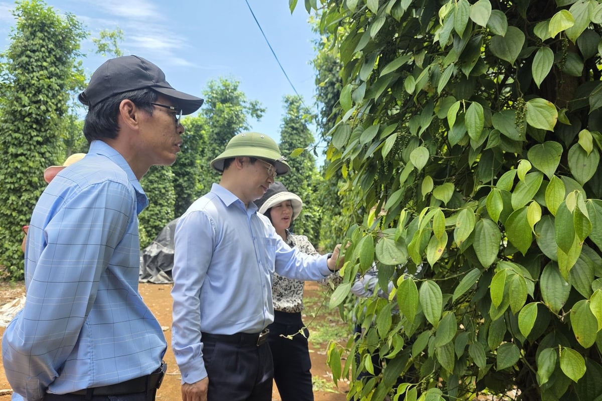 Từ 2022 đến nay, ngành nông nghiệp Quảng Trị xây dựng được 24 loại hình mô hình khuyến nông. Ảnh: Võ Dũng. Từ 2022 đến nay, ngành nông nghiệp Quảng Trị xây dựng được 24 loại hình mô hình khuyến nông. Ảnh: Võ Dũng.