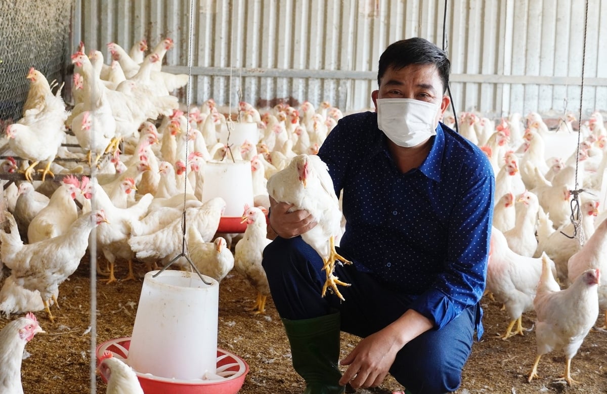 Công tác phòng chống dịch bệnh trong chăn nuôi những năm qua được Vĩnh Phúc duy trì hiệu quả, góp phần ổn định đàn vật nuôi và bảo vệ sản xuất. Ảnh: Hồng Thắm. Công tác phòng chống dịch bệnh trong chăn nuôi những năm qua được Vĩnh Phúc duy trì hiệu quả, góp phần ổn định đàn vật nuôi và bảo vệ sản xuất. Ảnh: Hồng Thắm.