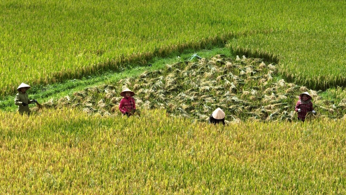 Bà con Mường Quàng thu hoạch lúa. Ảnh: Đình Tiệp.