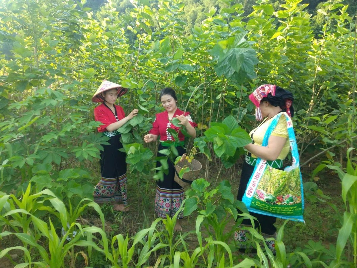 Cánh đồng dâu của bà con bản Mòng 1. Ảnh: Đình Tiệp.