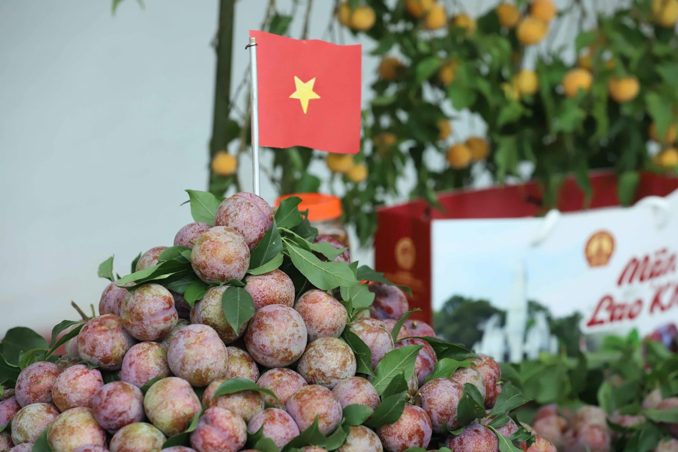 Mận hậu Phiêng Khoài có vị ngọt tự nhiên, quả mận có màu đỏ và phấn trắng dày. Ảnh: Nguyễn Nga.