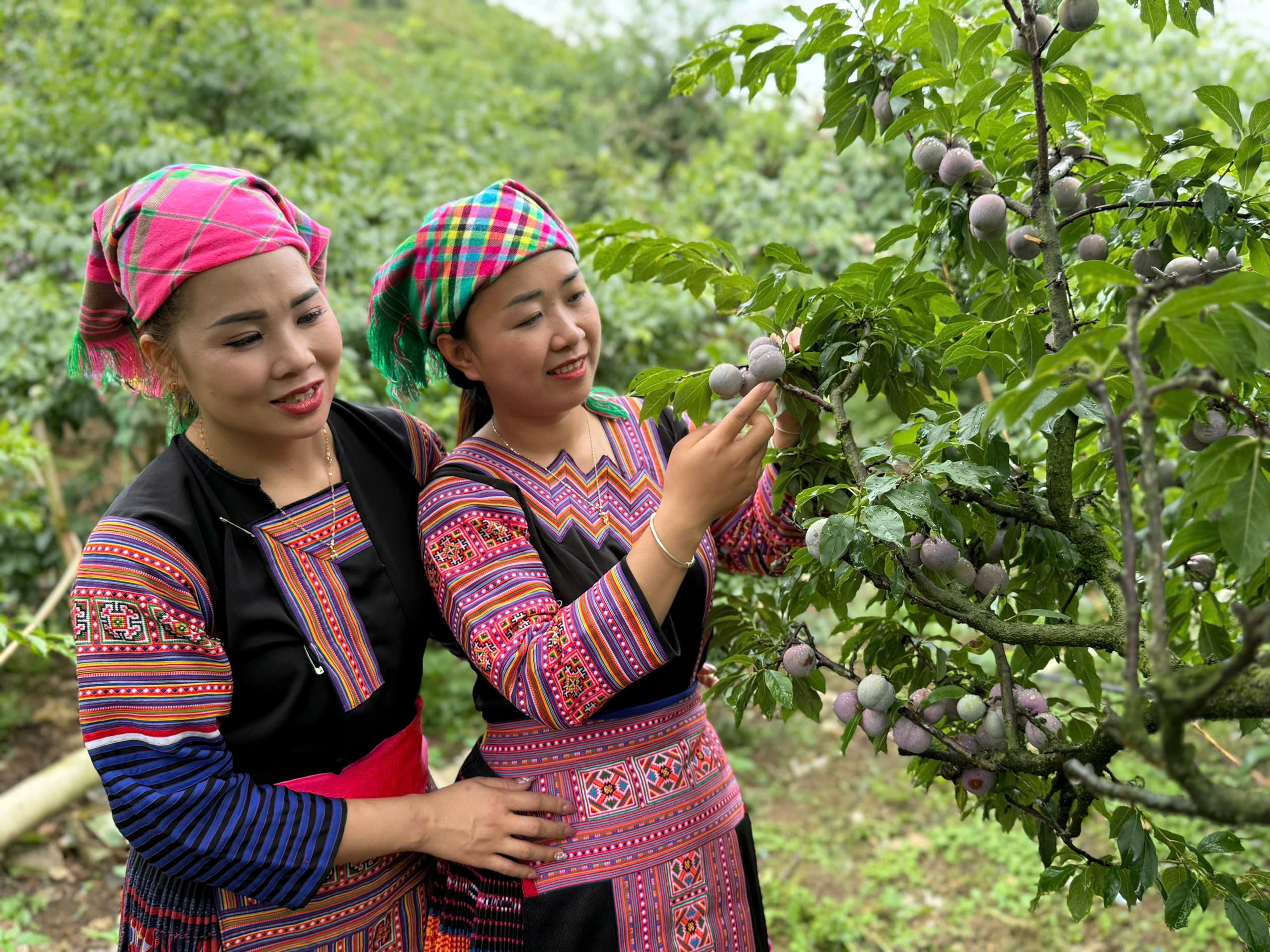 Năm 2025, Sơn La có trên 14.000 ha mận hậu, sản lượng ước đạt hơn 100.000 tấn. Ảnh: Nguyễn Nga. Năm 2025, Sơn La có trên 14.000 ha mận hậu, sản lượng ước đạt hơn 100.000 tấn. Ảnh: Nguyễn Nga.