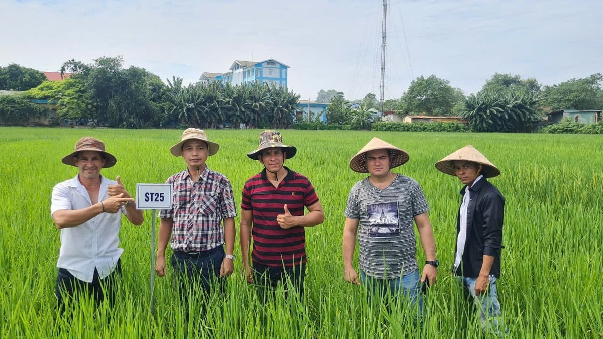Anh Nguyễn Xuân Dũng (thứ 2 từ trái sang) cùng những người Cuba đến Việt Nam học trồng lúa. Anh Nguyễn Xuân Dũng (thứ 2 từ trái sang) cùng những người Cuba đến Việt Nam học trồng lúa.