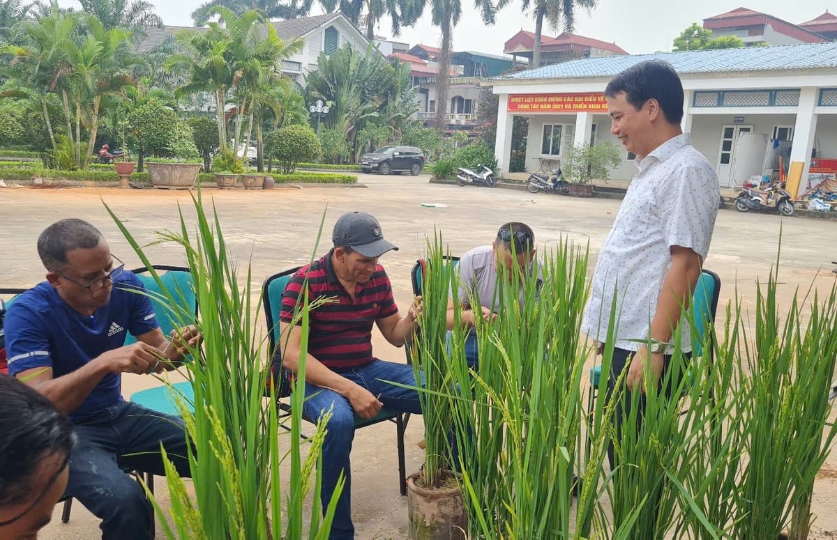 Anh Nguyễn Xuân Dũng (bìa phải) hướng dẫn cán bộ Viện Nghiên cứu cây có hạt Cuba kỹ thuật lai và chọn tạo giống lúa mới tại CETDAE. Anh Nguyễn Xuân Dũng (bìa phải) hướng dẫn cán bộ Viện Nghiên cứu cây có hạt Cuba kỹ thuật lai và chọn tạo giống lúa mới tại CETDAE.