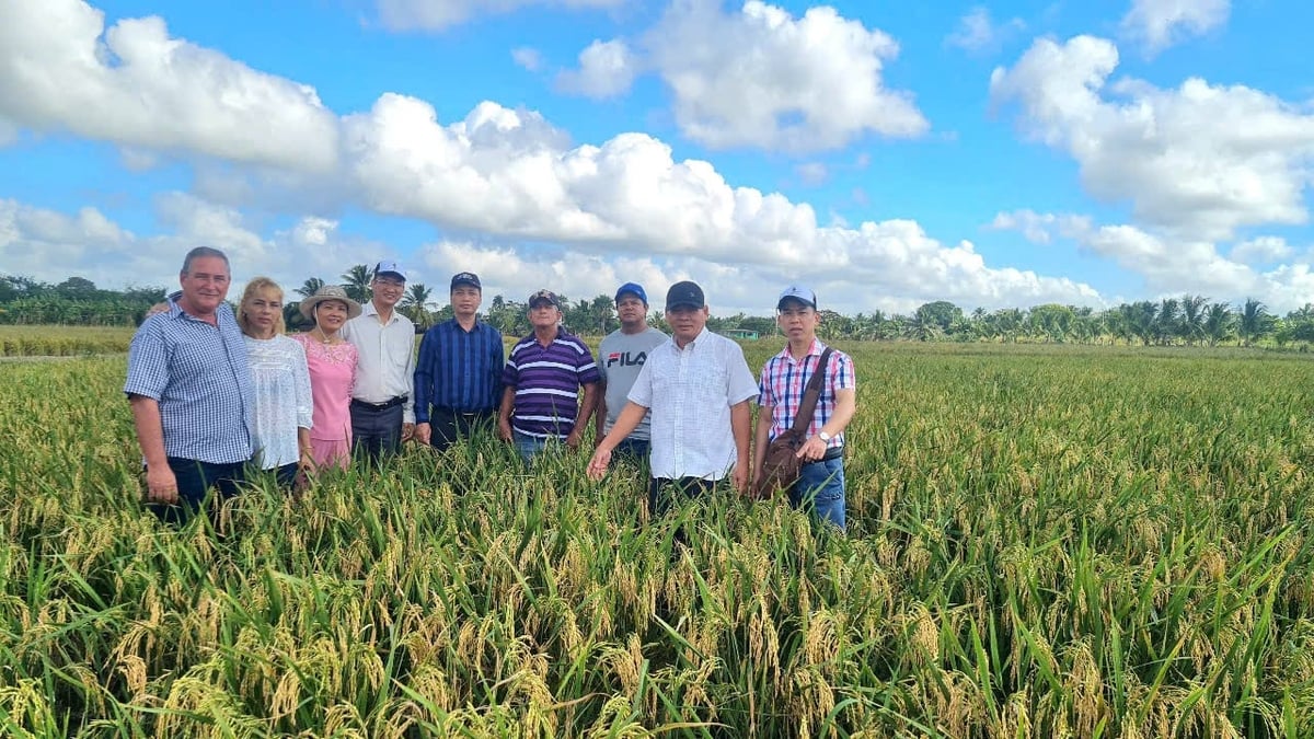 Anh Nguyễn Xuân Dũng (thứ 5 từ trái sang) trên cánh đồng lúa ở Cuba. Anh Nguyễn Xuân Dũng (thứ 5 từ trái sang) trên cánh đồng lúa ở Cuba.