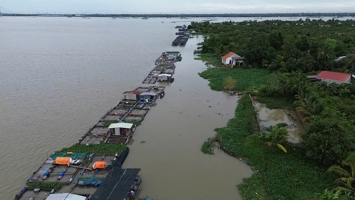 Nhiều bè nuôi cá trên sông vẫn chưa được di dời, gây khó khăn cho việc triển khai dự án xây kè chống sạt lở. Ảnh: Hồ Thảo. Nhiều bè nuôi cá trên sông vẫn chưa được di dời, gây khó khăn cho việc triển khai dự án xây kè chống sạt lở. Ảnh: Hồ Thảo.