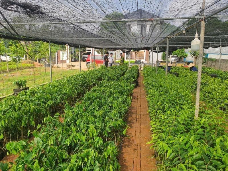 Hàng nghìn cây dó bầu nhập lậu. Ảnh: Công an tỉnh Vĩnh Phúc. Hàng nghìn cây dó bầu nhập lậu. Ảnh: Công an tỉnh Vĩnh Phúc.