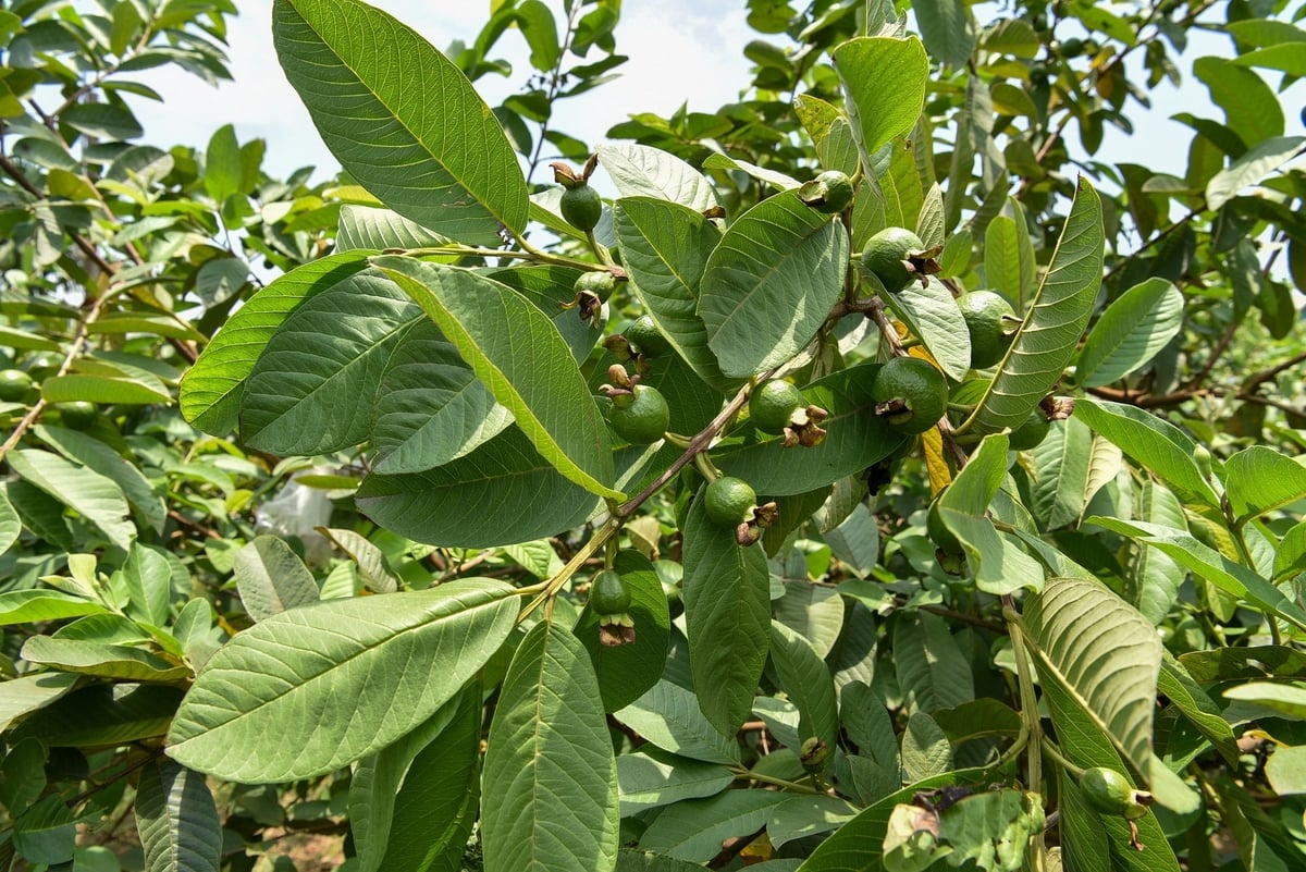 Quả ổi lúc nhỏ để phát triển tự nhiên. Ảnh: Dương Đình Tường.