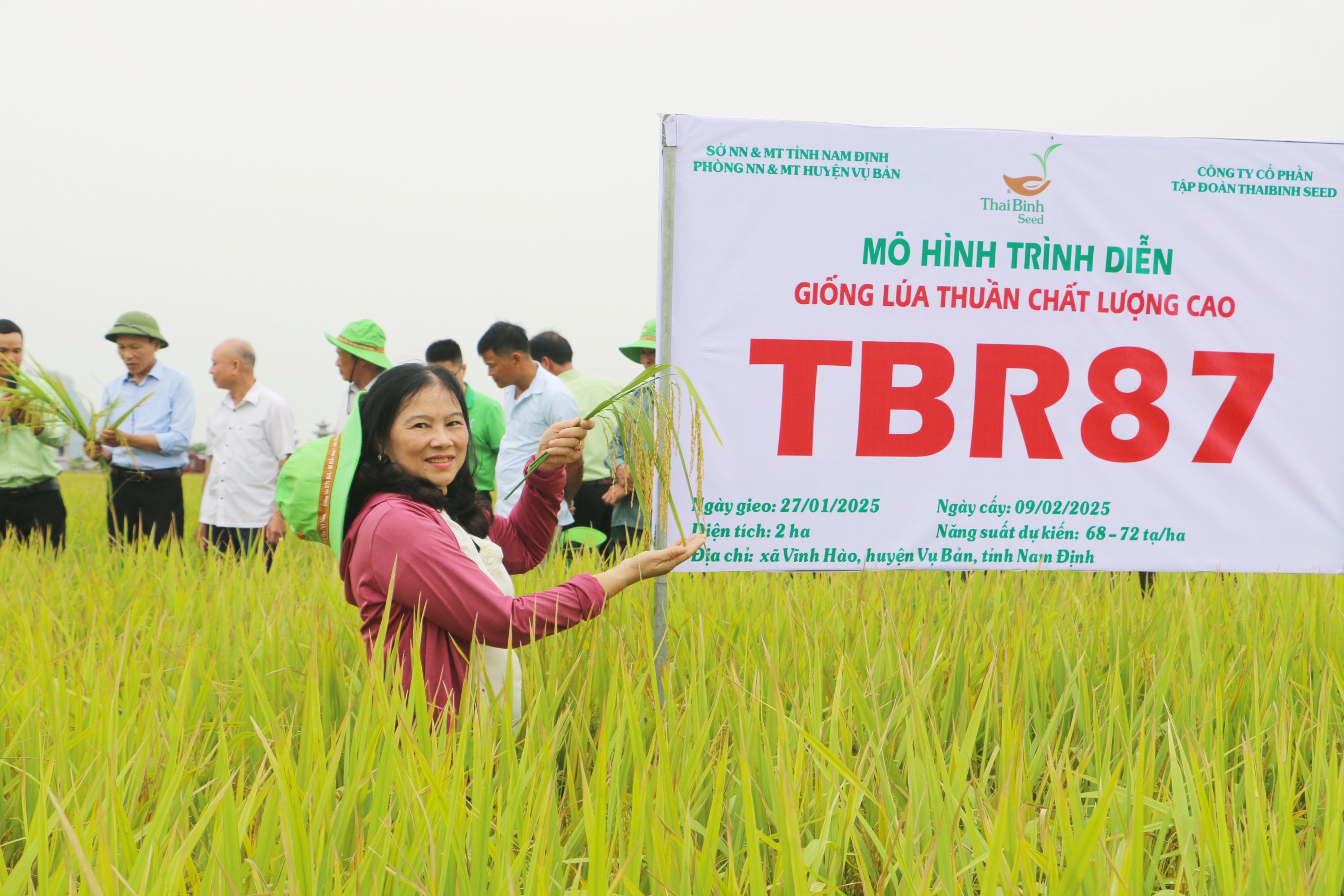 Năng suất lý thuyết của giống lúa TBR87 đạt 263kg/sào (360m2). Ảnh: HT. Năng suất lý thuyết của giống lúa TBR87 đạt 263kg/sào (360m2). Ảnh: HT.