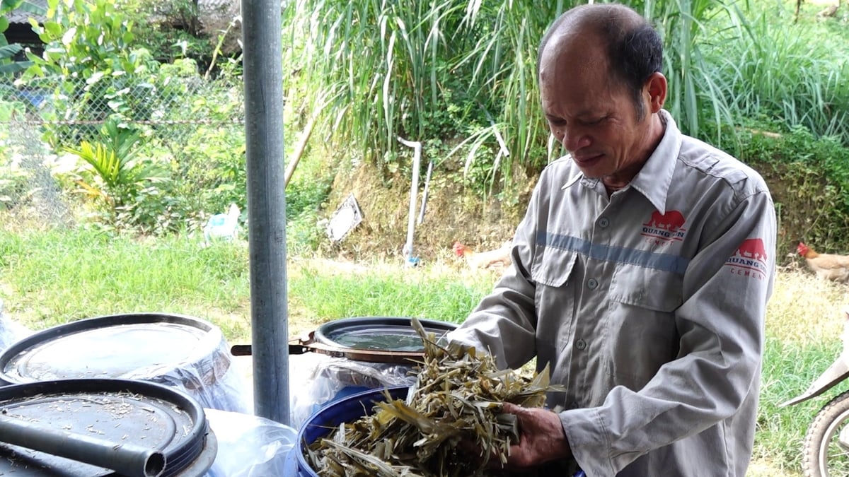 Ngô sinh khối, cỏ voi được ủ chua trước khi cho bò ăn để tăng hiệu quả hấp thụ chất dinh dưỡng. Ảnh: Quang Linh. Ngô sinh khối, cỏ voi được ủ chua trước khi cho bò ăn để tăng hiệu quả hấp thụ chất dinh dưỡng. Ảnh: Quang Linh.