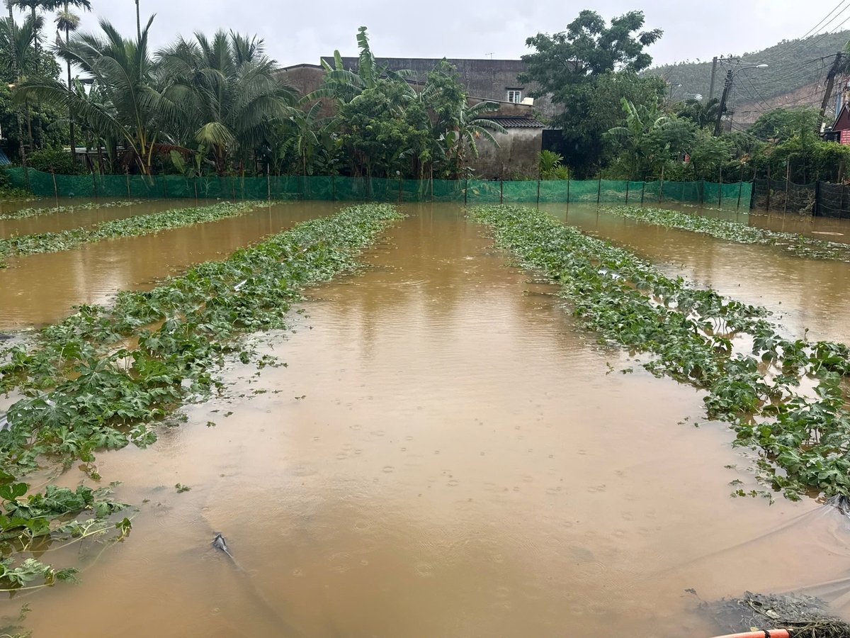 Phần lớn các ruộng dưa hấu vào vụ thu hoạch đã bị ngập nước. Ảnh: Lan Anh. Phần lớn các ruộng dưa hấu vào vụ thu hoạch đã bị ngập nước. Ảnh: Lan Anh.