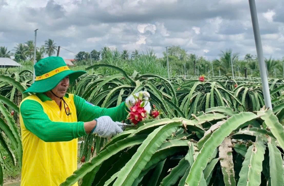 Bón phân hợp lý giúp cành phát triển khỏe mạnh, trái thanh long to đều, vỏ đẹp, tăng độ ngọt và màu sắc hấp dẫn hơn. Ảnh: DCM. Bón phân hợp lý giúp cành phát triển khỏe mạnh, trái thanh long to đều, vỏ đẹp, tăng độ ngọt và màu sắc hấp dẫn hơn. Ảnh: DCM.