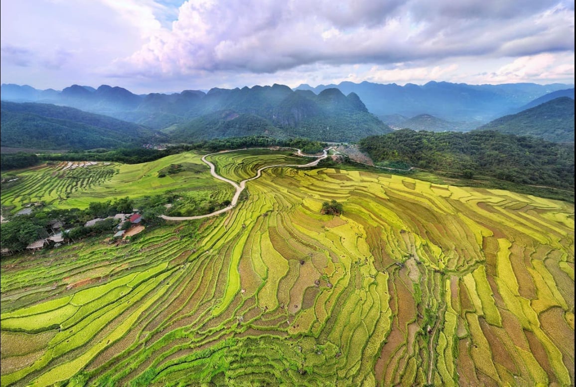 Mùa vàng Pù Luông đẹp đến mức chỉ cần ngắm thôi cũng khiến người ta có cảm giác đang được chạm vào giấc mơ đồng nội. Ảnh: Thiếu Ngân Ciel de Puluong. Mùa vàng Pù Luông đẹp đến mức chỉ cần ngắm thôi cũng khiến người ta có cảm giác đang được chạm vào giấc mơ đồng nội. Ảnh: Thiếu Ngân Ciel de Puluong.