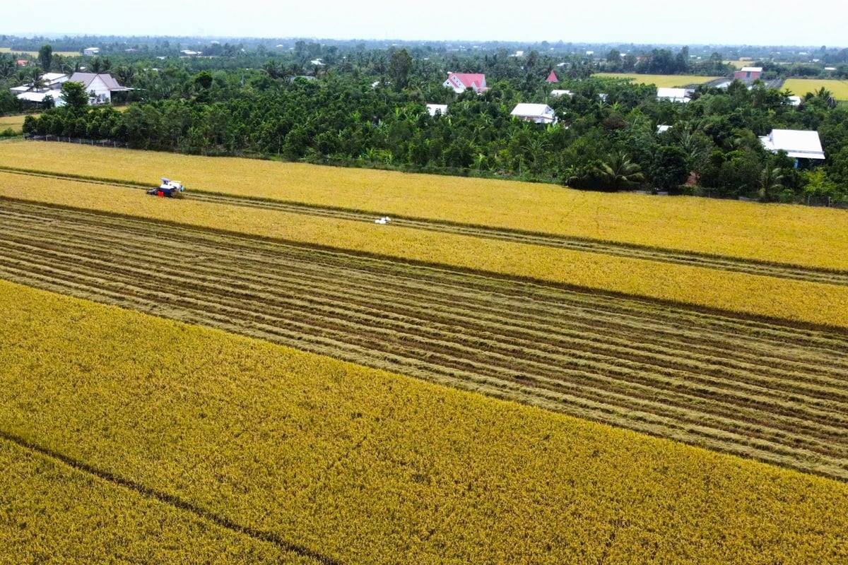 Soc Trang is one of the provinces in the Mekong Delta with strong potential for rice exports. Photo: Kim Anh.