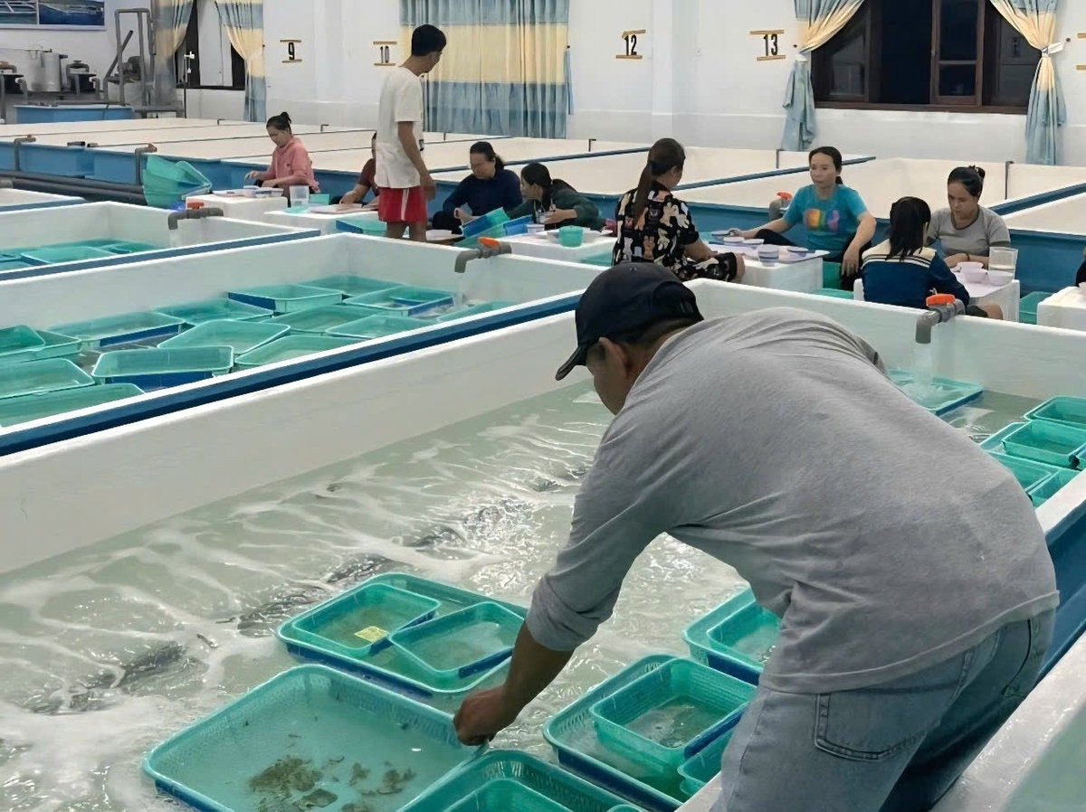 Tôm hùm được nhập về kiểm dịch, cách lý trước khi xuất bán cho người nuôi. Ảnh: KS. Tôm hùm được nhập về kiểm dịch, cách lý trước khi xuất bán cho người nuôi. Ảnh: KS.