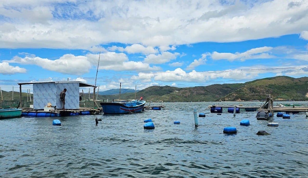 Nuôi tôm hùm trong lồng bè tại đầm Cù Mông, thị xã Sông Cầu, tỉnh Phú Yên. Ảnh: KS. Nuôi tôm hùm trong lồng bè tại đầm Cù Mông, thị xã Sông Cầu, tỉnh Phú Yên. Ảnh: KS.