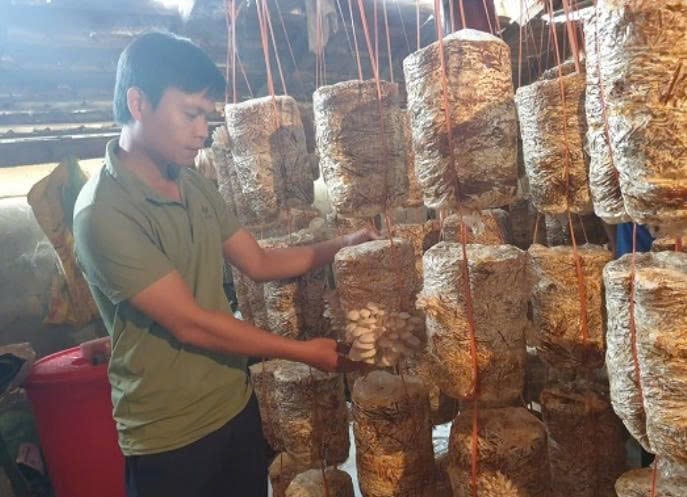 Hội viên nông dân áp dụng khoa học kỹ thuật vào trồng nấm. Ảnh: Hoàng Châu. Hội viên nông dân áp dụng khoa học kỹ thuật vào trồng nấm. Ảnh: Hoàng Châu.