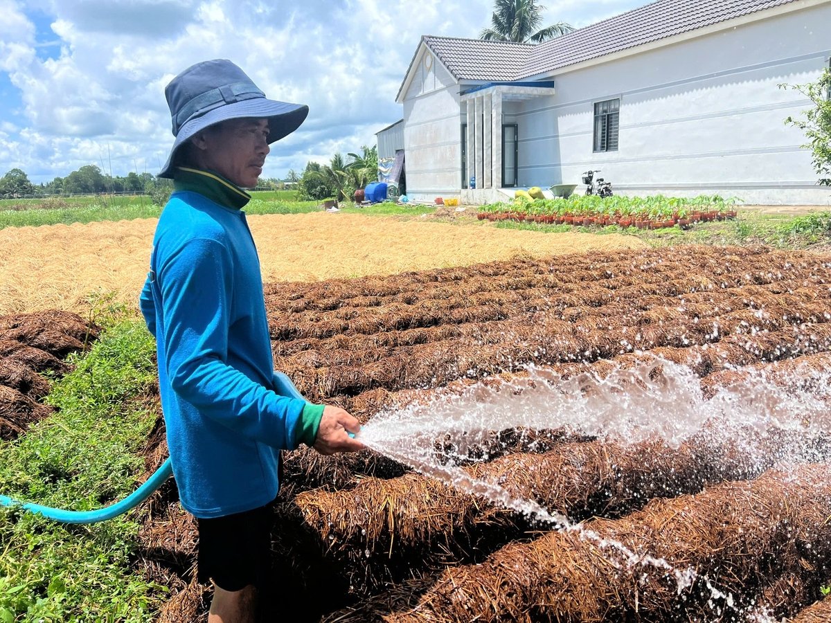 Rơm rạ được nông dân sử dụng trồng nấm đem lại hiệu quả kinh tế, vừa bảo vệ môi trường. Ảnh: Trọng Linh. Rơm rạ được nông dân sử dụng trồng nấm đem lại hiệu quả kinh tế, vừa bảo vệ môi trường. Ảnh: Trọng Linh.