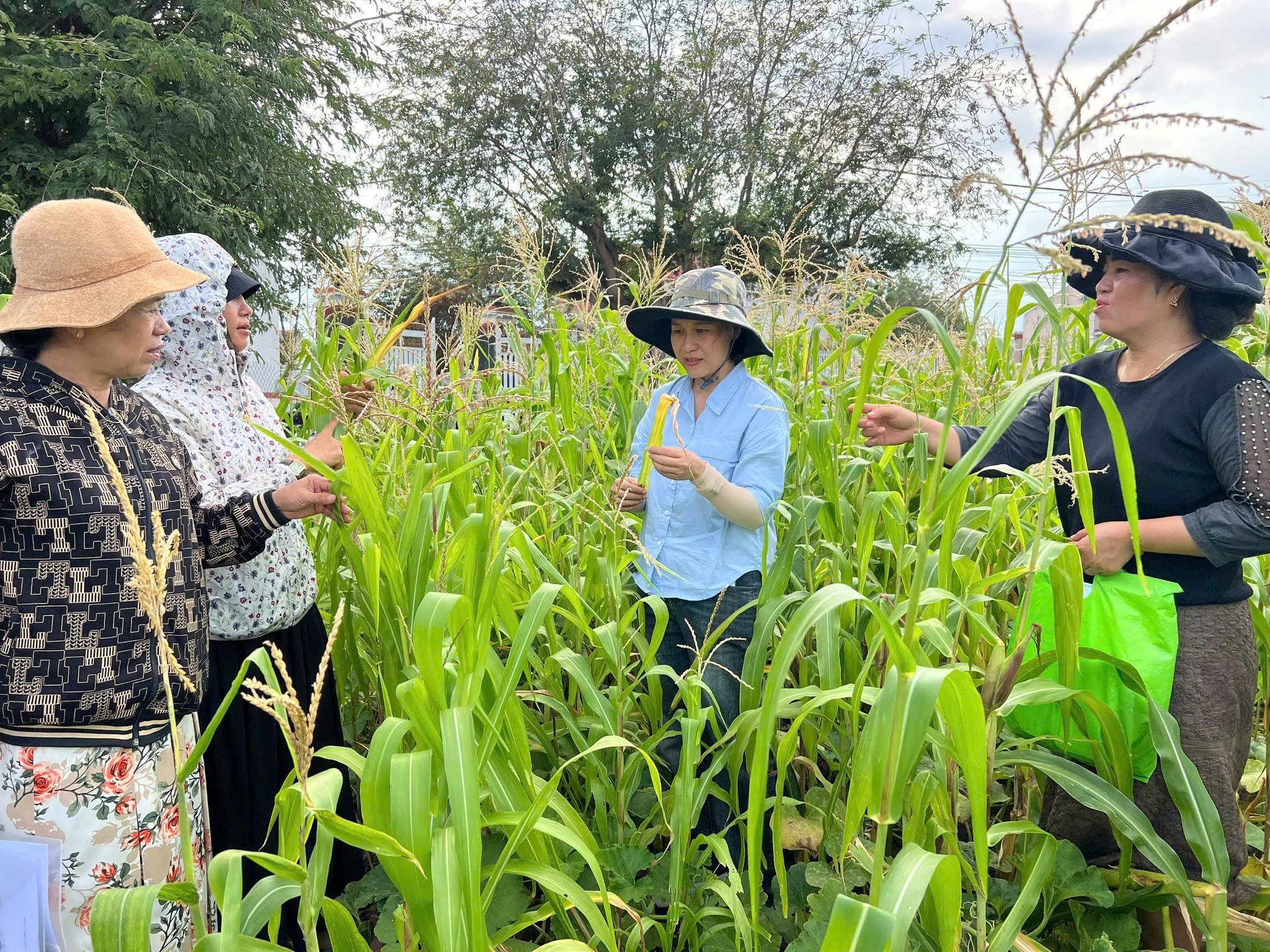 SACCR nâng cao năng lực cho cán bộ khuyến nông về nông nghiệp chống chịu biến đổi khí hậu tại Bình Thuận. Ảnh: DL. SACCR nâng cao năng lực cho cán bộ khuyến nông về nông nghiệp chống chịu biến đổi khí hậu tại Bình Thuận. Ảnh: DL.