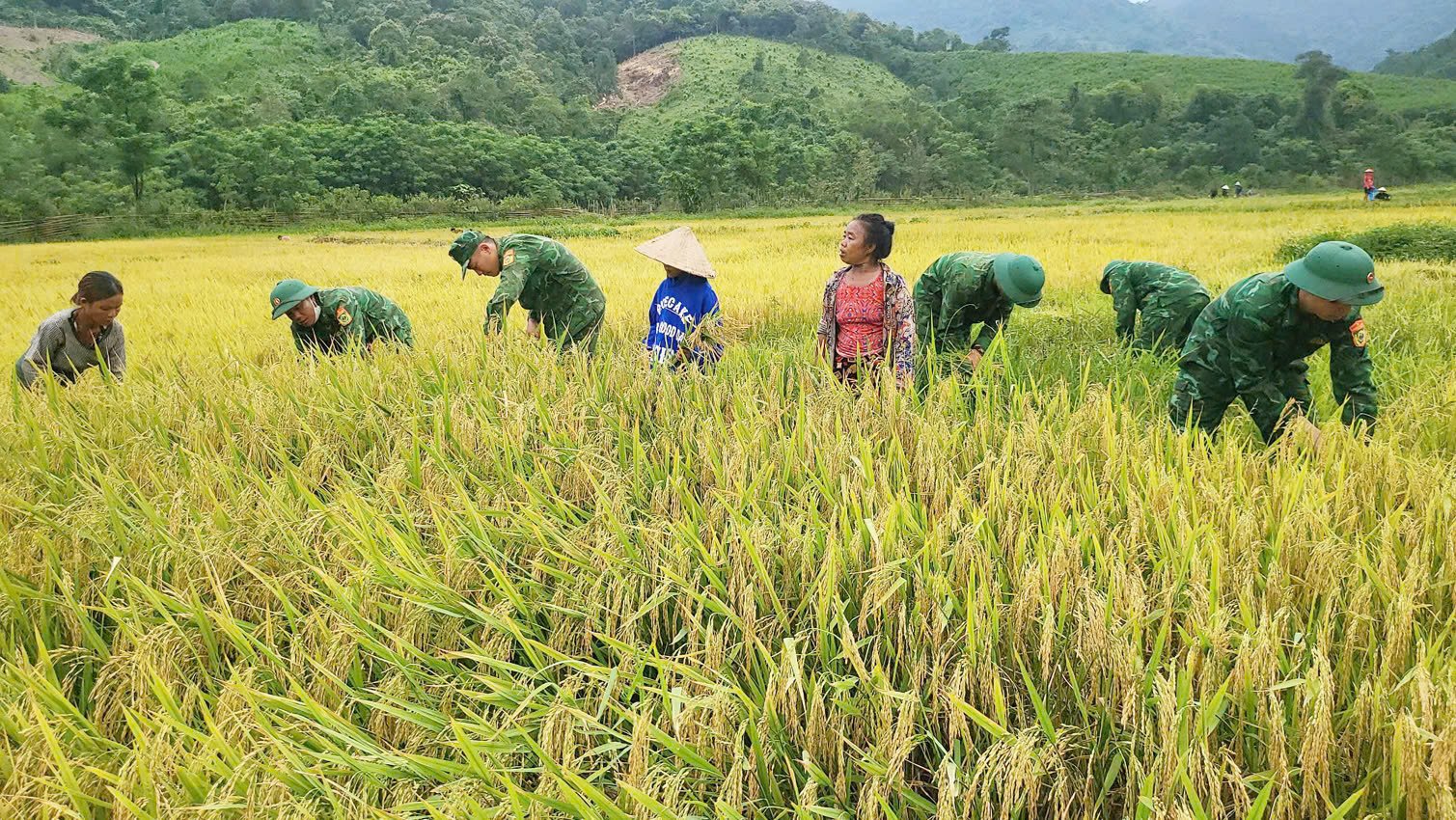 Bộ đội Đồn Biên phòng Cà Xèng cùng bà con gặt lúa trên cánh đồng Rục Làn. Ảnh: T. Đức. Bộ đội Đồn Biên phòng Cà Xèng cùng bà con gặt lúa trên cánh đồng Rục Làn. Ảnh: T. Đức.