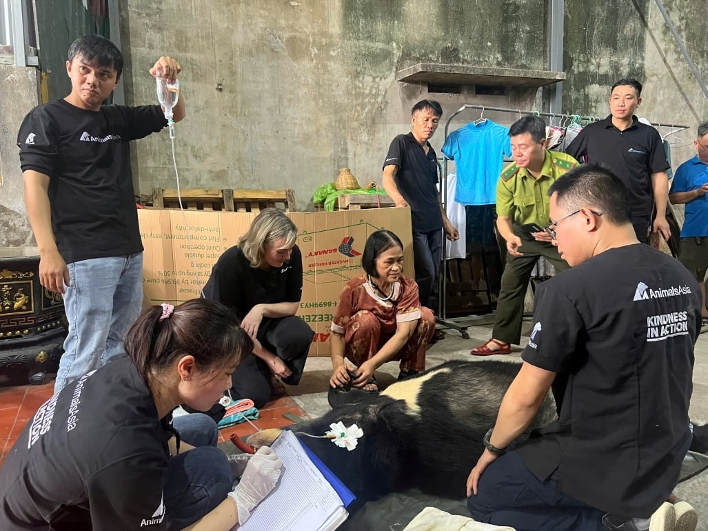 Do điều kiện khu vực nuôi nhốt tương đối chật hẹp, đội cứu hộ đã thực hiện phương án gây mê đưa gấu ra và khám sức khỏe ban đầu cho gấu. Ảnh: AA. Do điều kiện khu vực nuôi nhốt tương đối chật hẹp, đội cứu hộ đã thực hiện phương án gây mê đưa gấu ra và khám sức khỏe ban đầu cho gấu. Ảnh: AA.